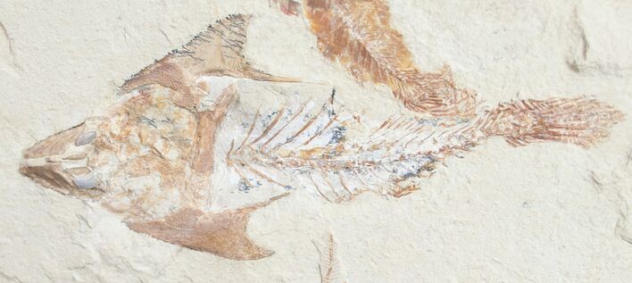 Fossil Coccodus (Crusher Fish) - Hgula Lebanon #9477